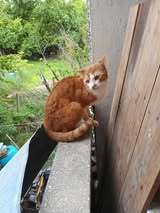 DYLAN, Katze, Europäisch Kurzhaar in Bulgarien - Bild 3