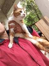 DYLAN, Katze, Europäisch Kurzhaar in Bulgarien - Bild 4