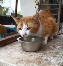 DYLAN, Katze, Europäisch Kurzhaar in Bulgarien - Bild 5