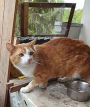 DYLAN, Katze, Europäisch Kurzhaar in Bulgarien - Bild 8