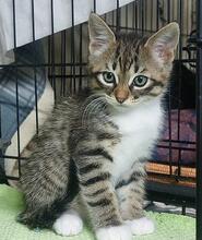 ANDREINA, Katze, Langhaarkatze in Italien - Bild 5