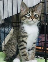 ANDREINA, Katze, Langhaarkatze in Italien - Bild 6