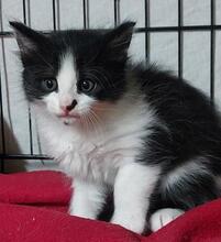 TINA, Katze, Langhaarkatze in Italien - Bild 1