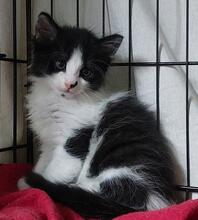 TINA, Katze, Langhaarkatze in Italien - Bild 2