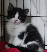 TINA, Katze, Langhaarkatze in Italien - Bild 3