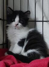 TINA, Katze, Langhaarkatze in Italien - Bild 4