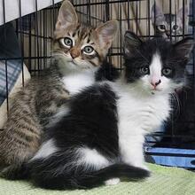 TINA, Katze, Langhaarkatze in Italien - Bild 5