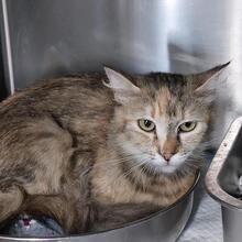 EVITA, Katze, Langhaarkatze in Italien - Bild 1