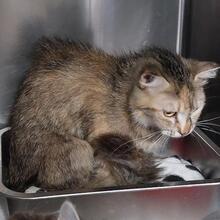 EVITA, Katze, Langhaarkatze in Italien - Bild 3