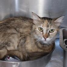 EVITA, Katze, Langhaarkatze in Italien - Bild 4