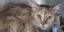 EVITA, Katze, Langhaarkatze in Italien - Bild 5