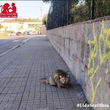 EVITA, Katze, Langhaarkatze in Italien - Bild 6