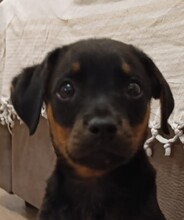 NORA, Hund, Mischlingshund in Italien - Bild 1