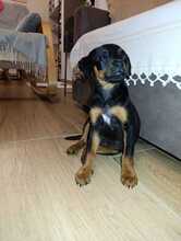 NORA, Hund, Mischlingshund in Italien - Bild 2