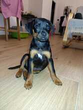 NORA, Hund, Mischlingshund in Italien - Bild 3