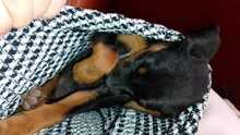 NORA, Hund, Mischlingshund in Italien - Bild 4