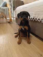 NORA, Hund, Mischlingshund in Italien - Bild 5