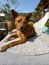 PACO, Hund, Podenco-Mix in Spanien - Bild 1