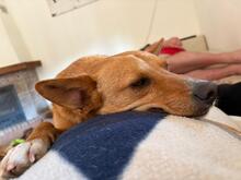 PACO, Hund, Podenco-Mix in Spanien - Bild 10