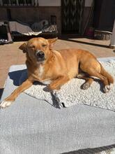PACO, Hund, Podenco-Mix in Spanien - Bild 11