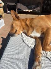 PACO, Hund, Podenco-Mix in Spanien - Bild 12