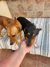 PACO, Hund, Podenco-Mix in Spanien - Bild 13
