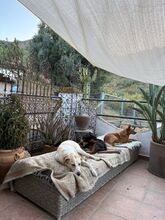 PACO, Hund, Podenco-Mix in Spanien - Bild 14