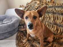 PACO, Hund, Podenco-Mix in Spanien - Bild 3