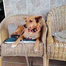 PACO, Hund, Podenco-Mix in Spanien - Bild 4
