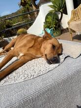PACO, Hund, Podenco-Mix in Spanien - Bild 5
