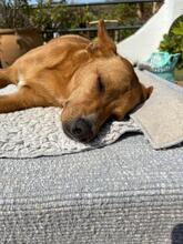 PACO, Hund, Podenco-Mix in Spanien - Bild 6