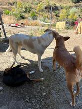 PACO, Hund, Podenco-Mix in Spanien - Bild 8