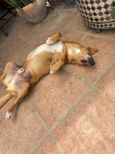 PACO, Hund, Podenco-Mix in Spanien - Bild 9