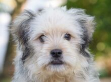 SAMSON, Hund, Mischlingshund in Ungarn - Bild 1