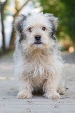 SAMSON, Hund, Mischlingshund in Ungarn - Bild 2