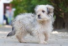 SAMSON, Hund, Mischlingshund in Ungarn - Bild 3