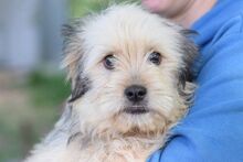 SAMSON, Hund, Mischlingshund in Ungarn - Bild 4