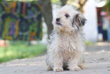 SAMSON, Hund, Mischlingshund in Ungarn - Bild 5