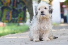 SAMSON, Hund, Mischlingshund in Ungarn - Bild 6