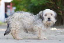 SAMSON, Hund, Mischlingshund in Ungarn - Bild 7