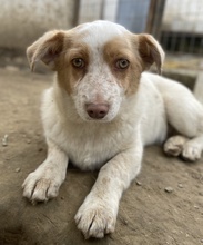 JAKIRO, Hund, Mischlingshund in Berlin - Bild 10