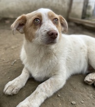 JAKIRO, Hund, Mischlingshund in Berlin - Bild 11
