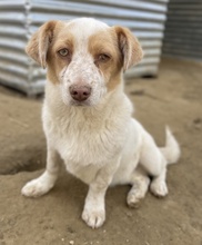 JAKIRO, Hund, Mischlingshund in Berlin - Bild 13