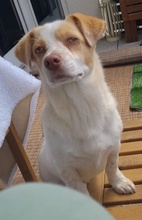 JAKIRO, Hund, Mischlingshund in Berlin - Bild 14