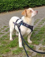JAKIRO, Hund, Mischlingshund in Berlin - Bild 15