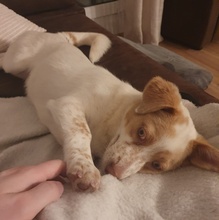 JAKIRO, Hund, Mischlingshund in Berlin - Bild 17