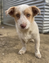 JAKIRO, Hund, Mischlingshund in Berlin - Bild 2