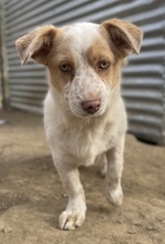 JAKIRO, Hund, Mischlingshund in Berlin - Bild 3