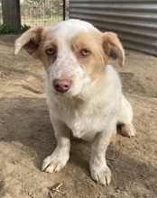 JAKIRO, Hund, Mischlingshund in Berlin - Bild 4