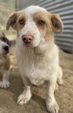 JAKIRO, Hund, Mischlingshund in Berlin - Bild 5